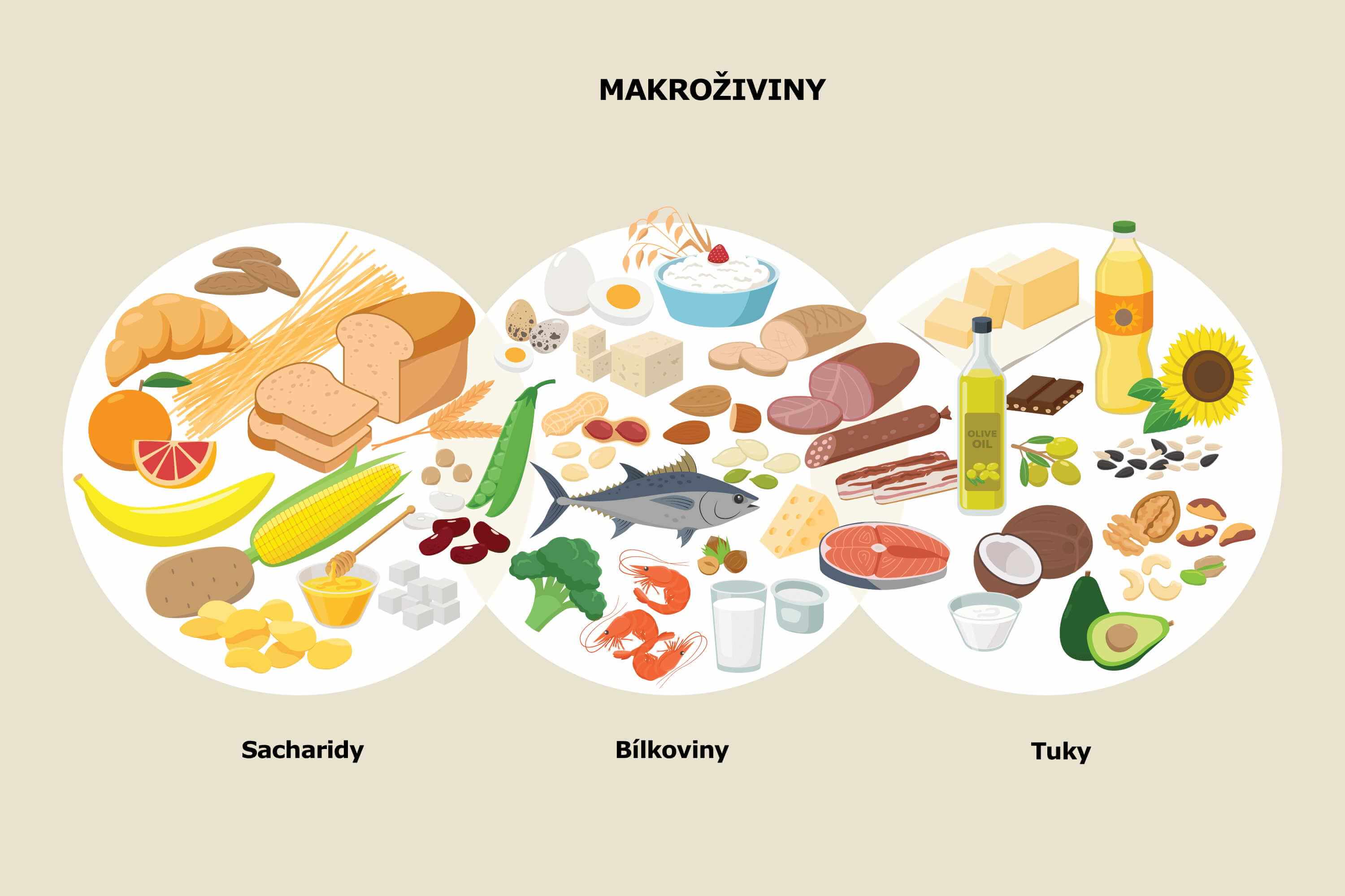 Rozdělení makroživin na sacahridy, bílkoviny a tuky